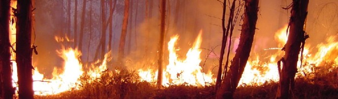 Incendio di un bosco di eucalipti